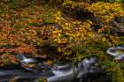 Fallen autumn leaves along Cedar Creek in Woodland, Washington State, USA Art Print